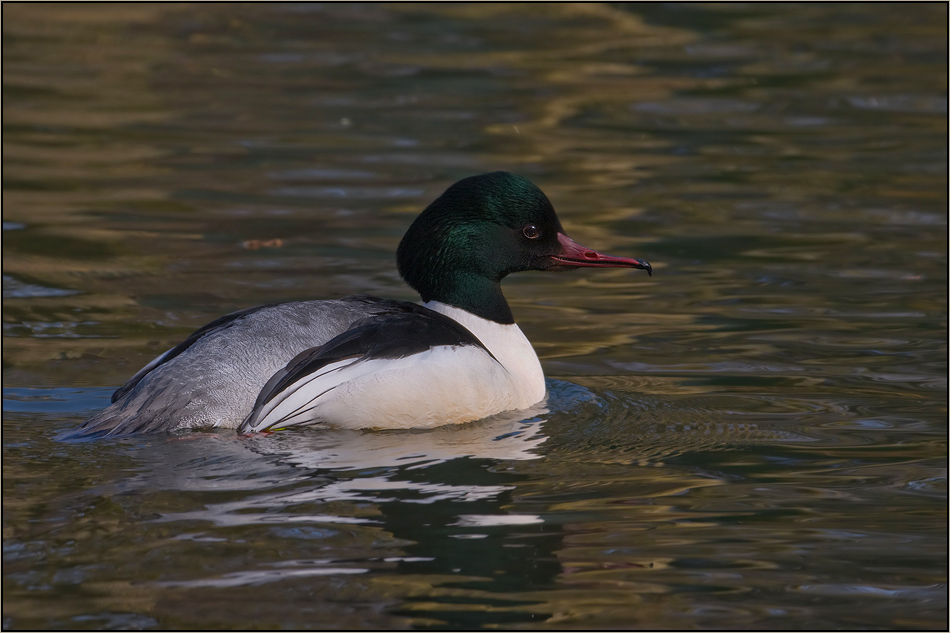 Ein schwieriger Vogel