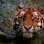 "Ein Schwimm - Tiger"