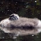 ein schwimmendes Wollknäul....