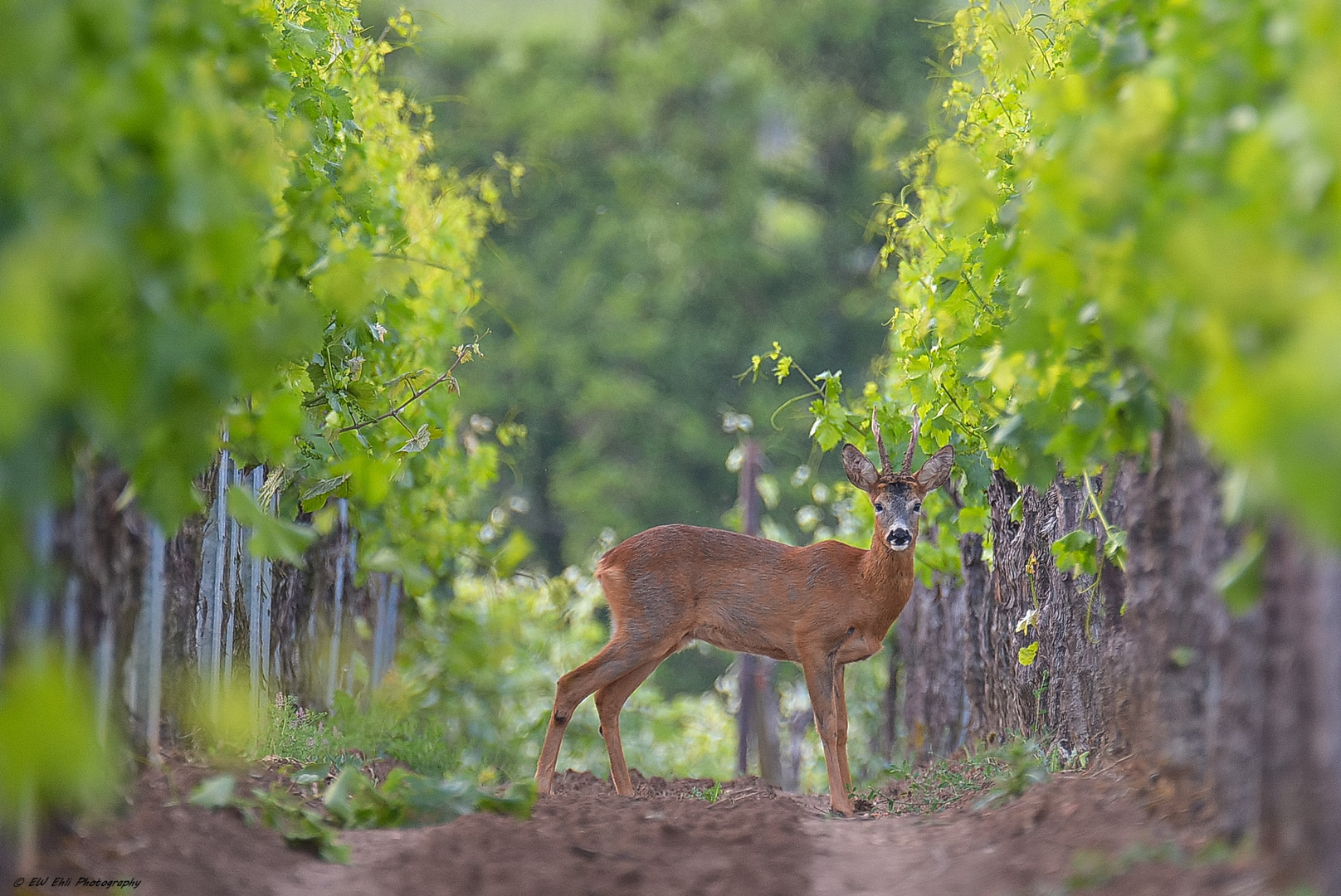 Ein sechser Bock im Weinberg