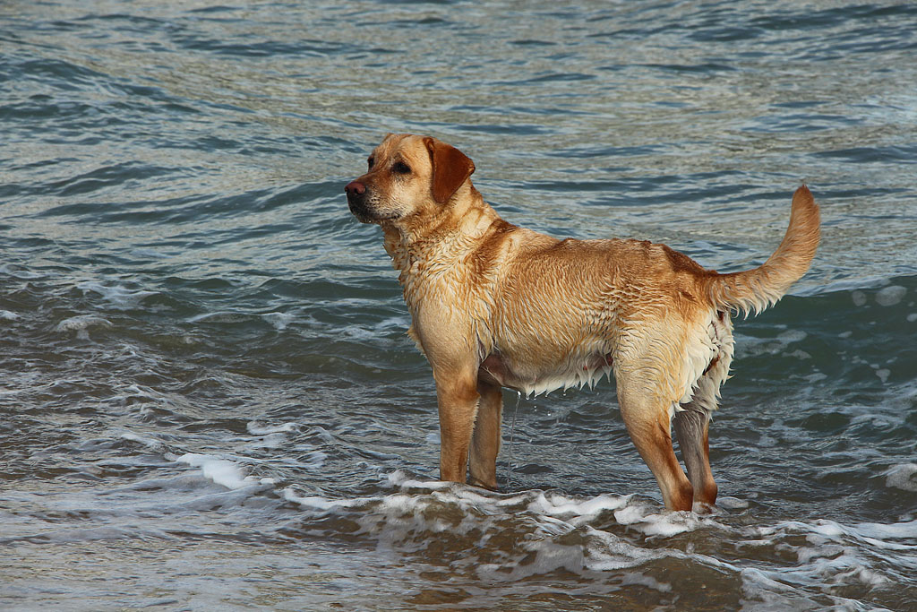 ein See-Hund