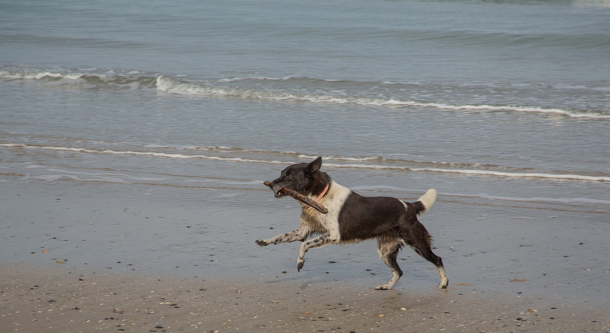 ein See-Hund