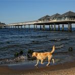 Ein See-Hund in Heringsdorf