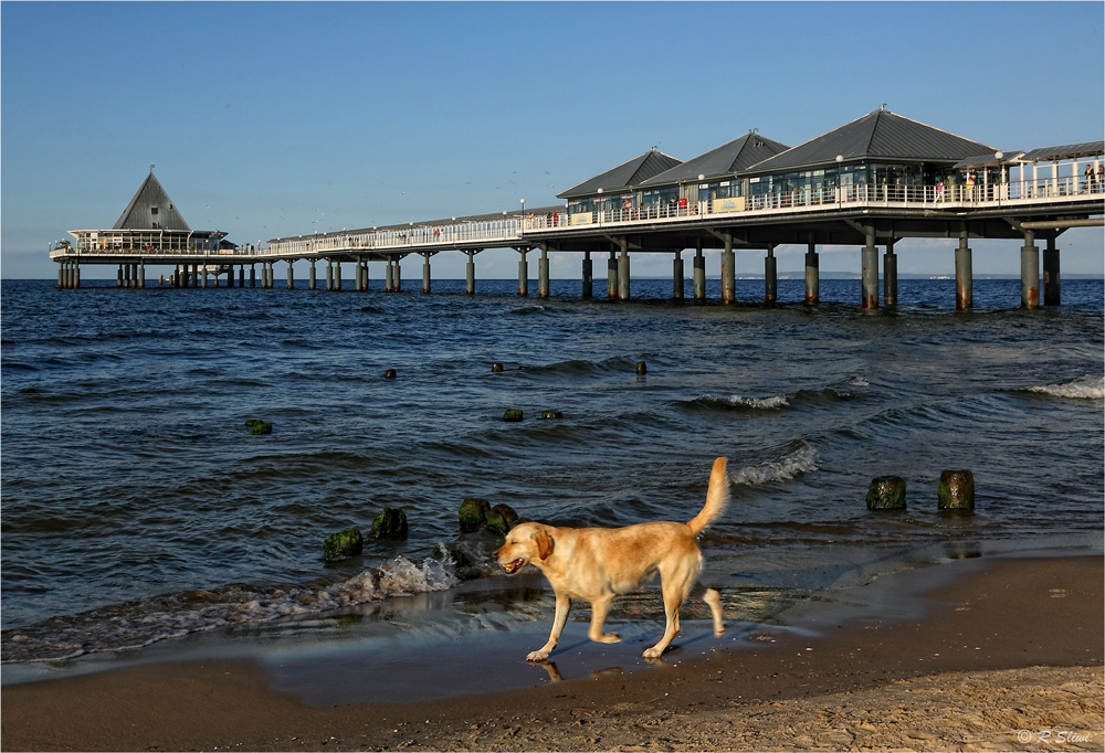 Ein See-Hund in Heringsdorf