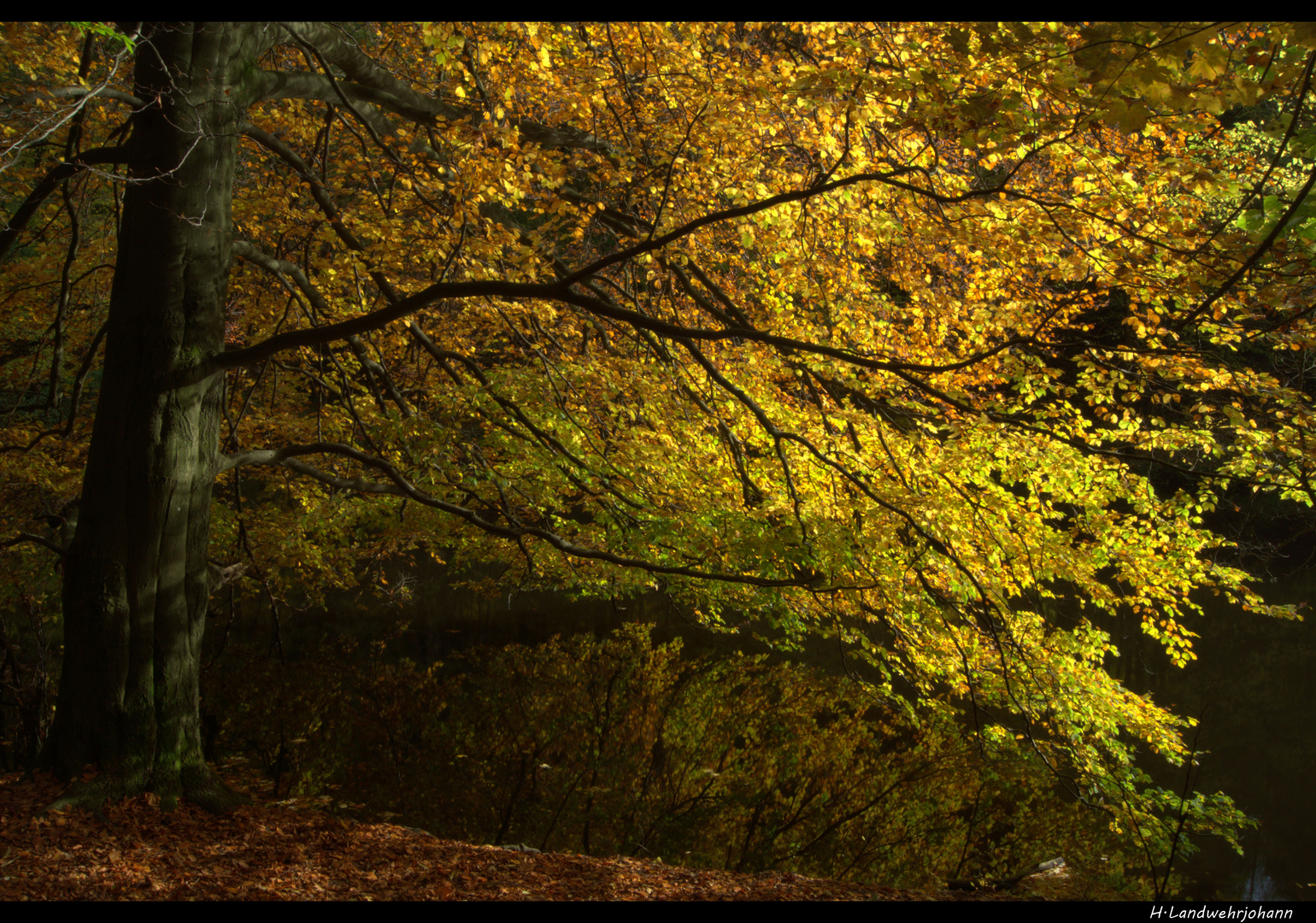 Ein See im Wald