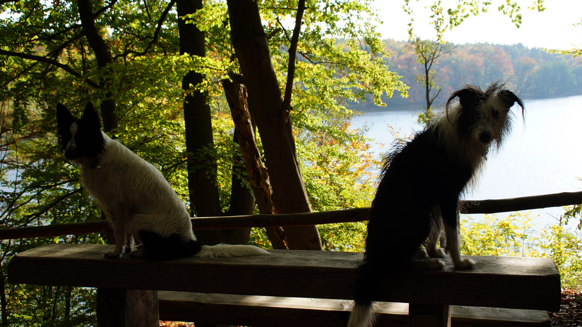 Ein See und zwei Hunde