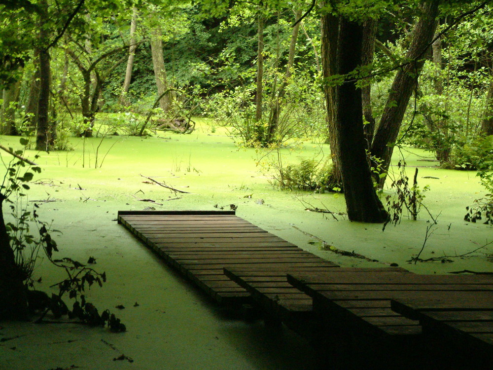 Ein See voll Wasserlinsen(Bild wurde nicht bearbeitet,Licht war dort so)