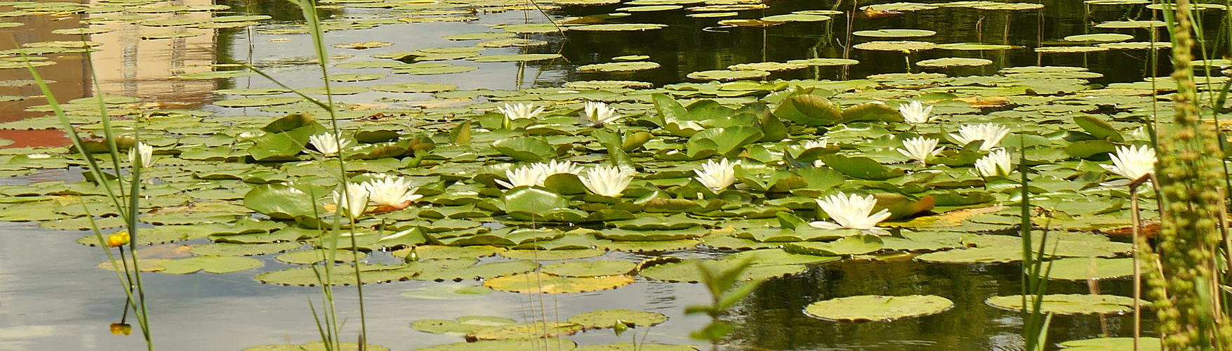 Ein See voller Rosen 