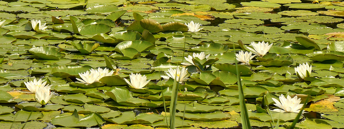 Ein See voller Rosen