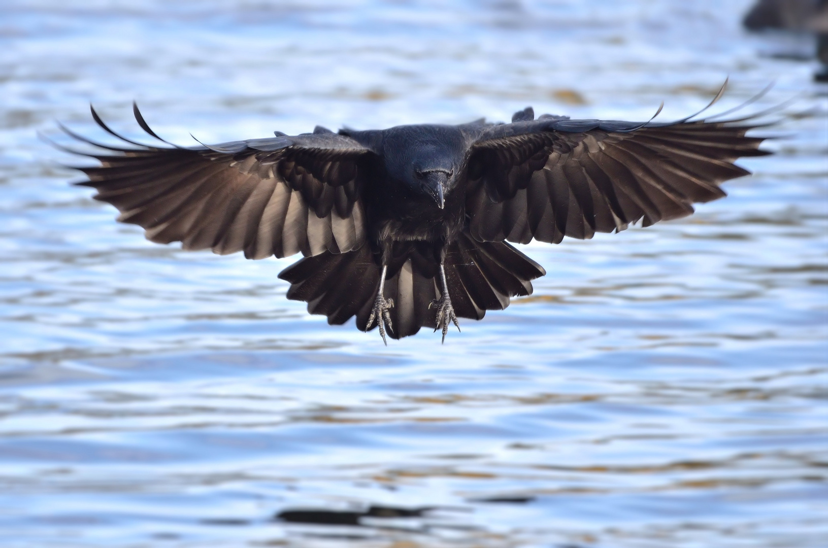 Ein Seeadler...