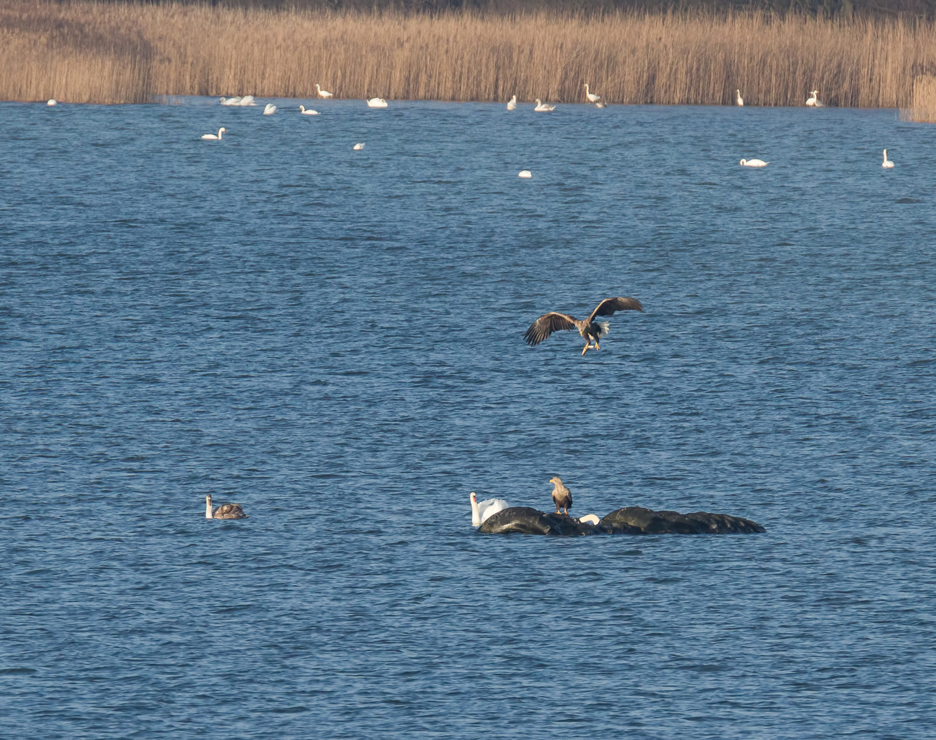 Ein Seeadler ...