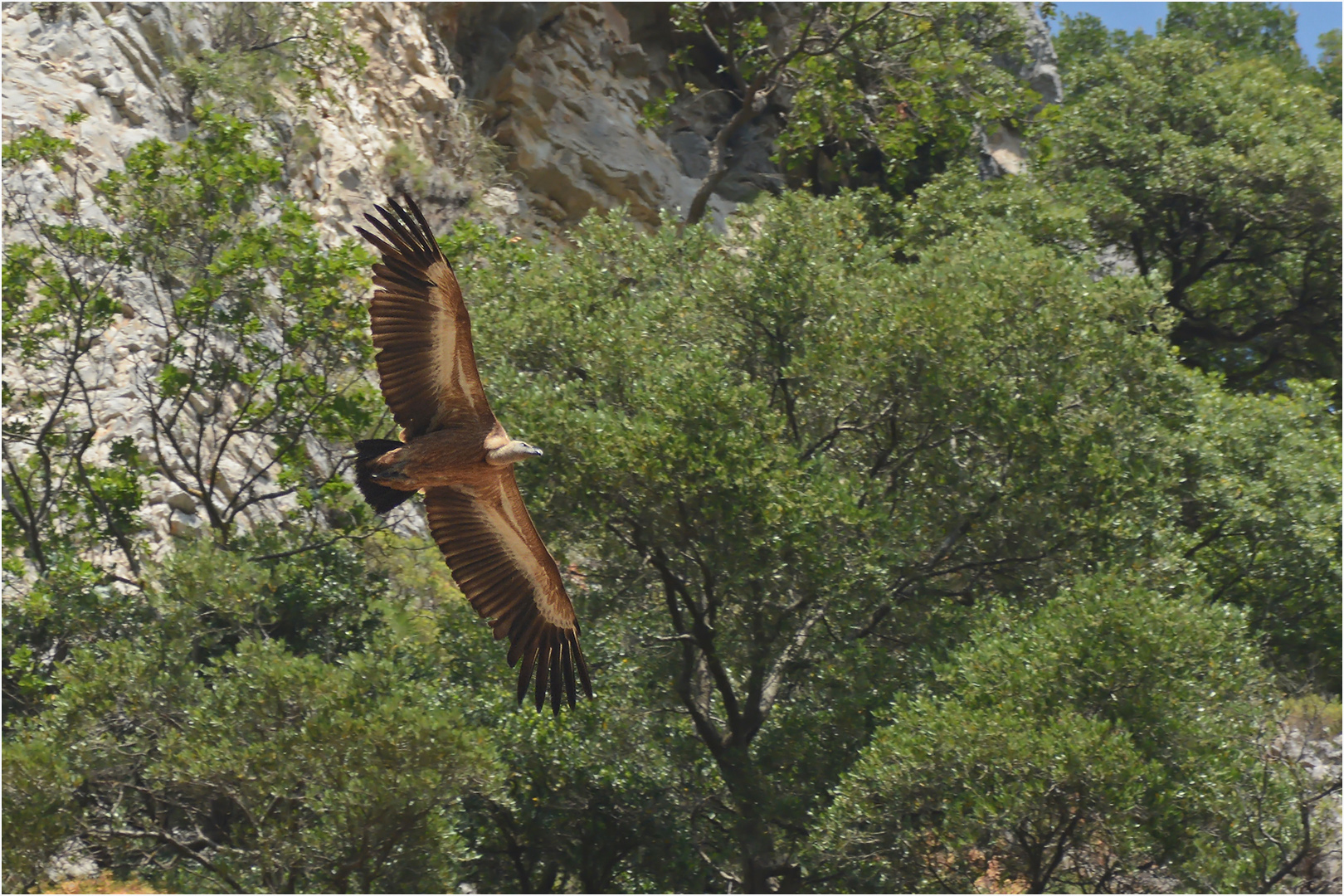 Ein Seeadler ...