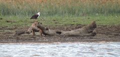 Ein Seeadler