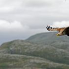 Ein Seeadler fliegt vorbei