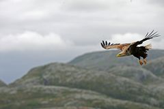 Ein Seeadler fliegt vorbei