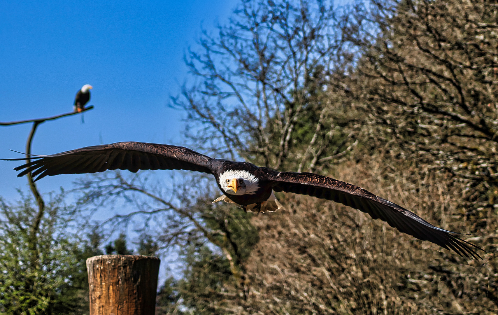 ein Seeadler im Anflug