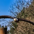 ein Seeadler im Anflug