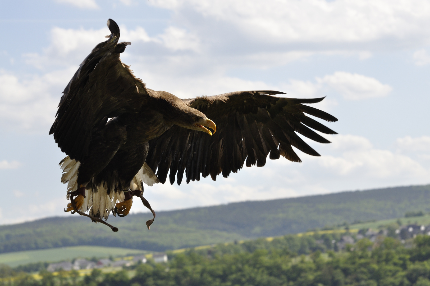 Ein Seeadler im Anflug