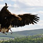 Ein Seeadler im Anflug