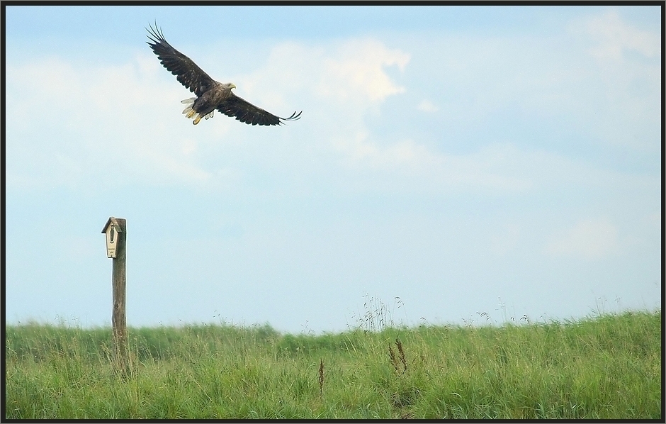 Ein Seeadler im Aufwind....