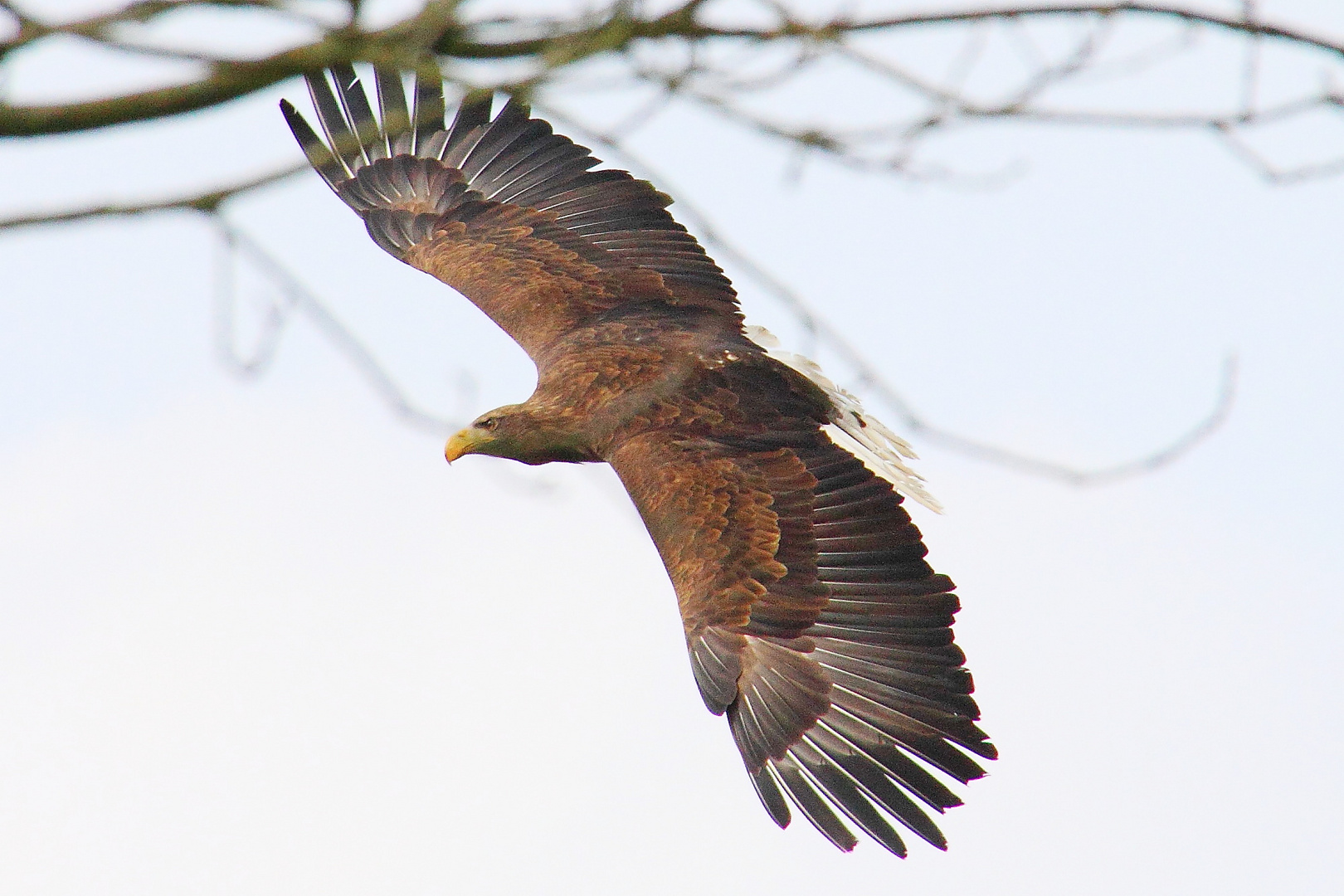 Ein Seeadler im Wildpark Nindorf "bei der Arbeit".