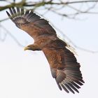 Ein Seeadler im Wildpark Nindorf "bei der Arbeit".