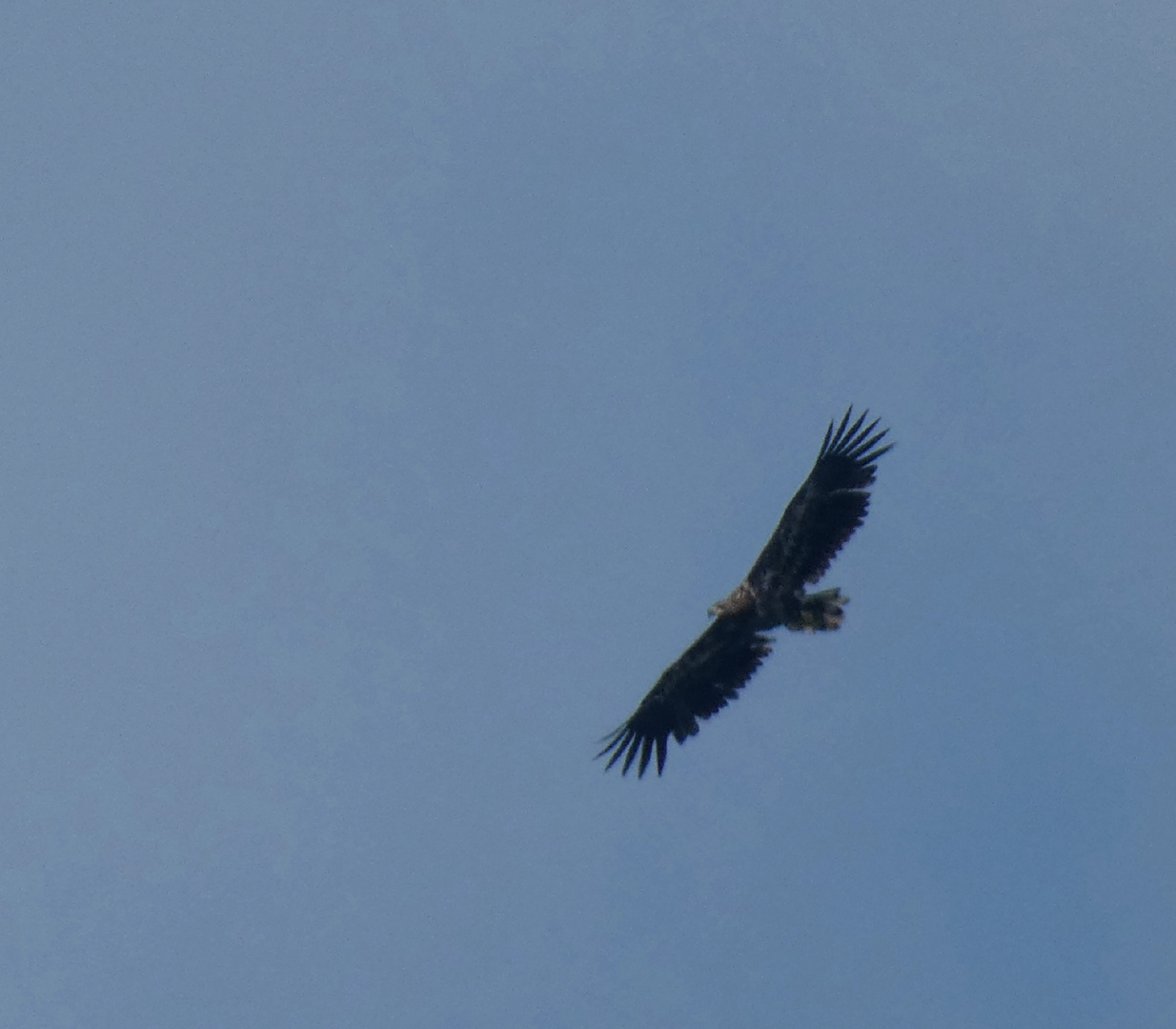 Ein Seeadler über der Ostsee 