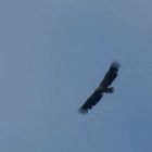 Ein Seeadler über der Ostsee 