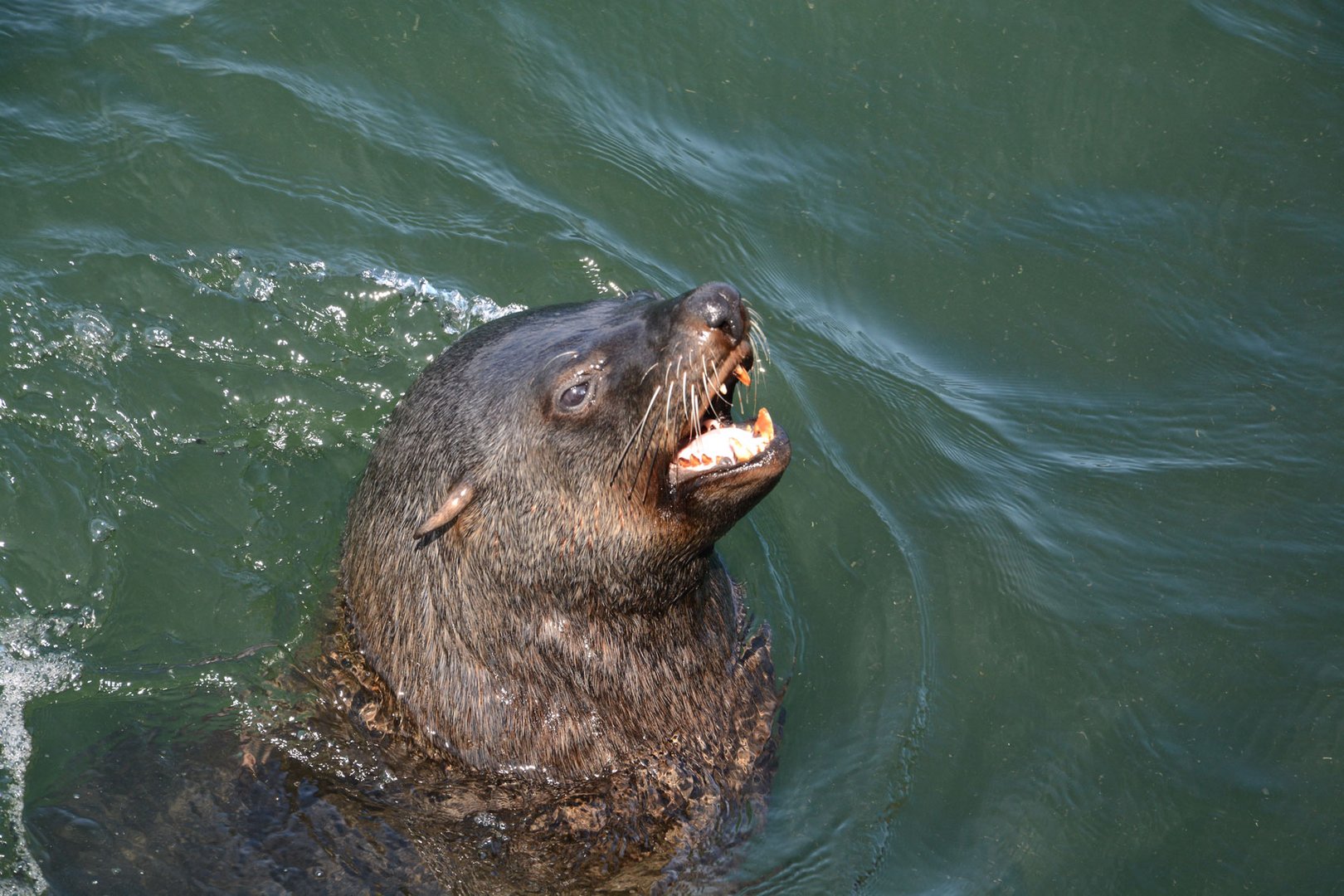 Ein Seebär bettelt um Fische