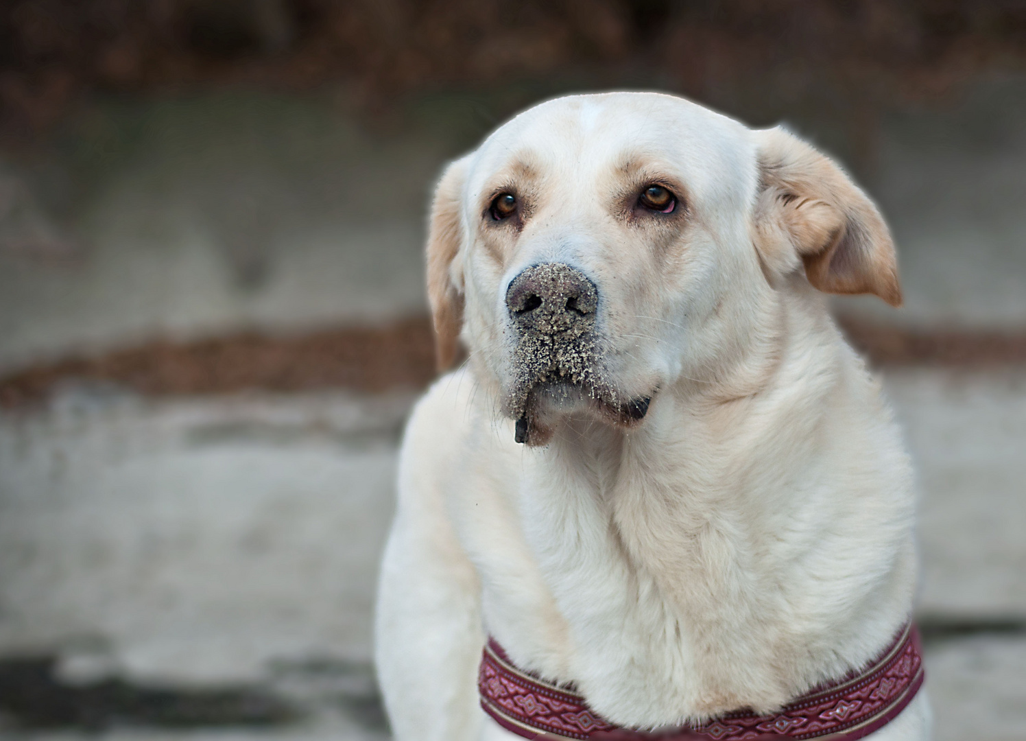 Ein Seehund