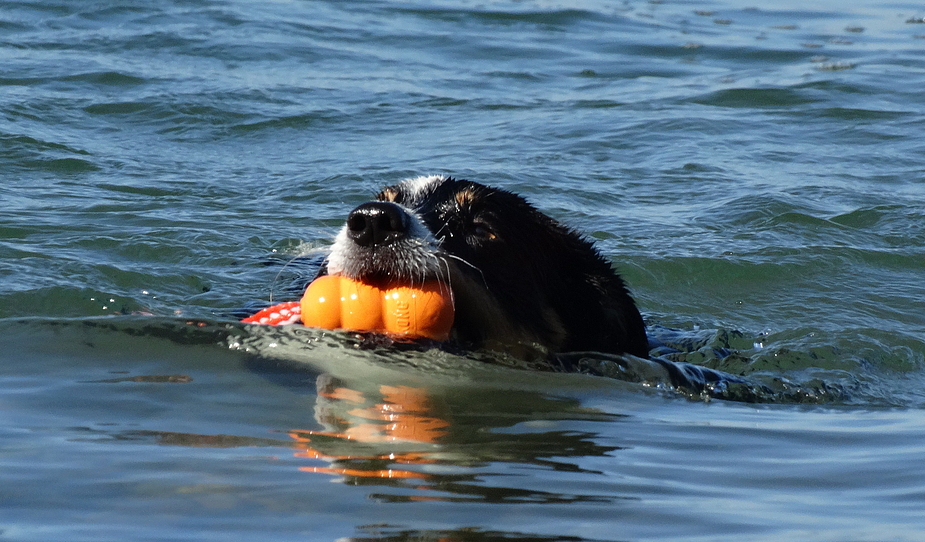 Ein Seehund