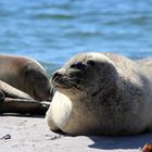 Ein Seehund am Südstrand der Helgoländer Düne