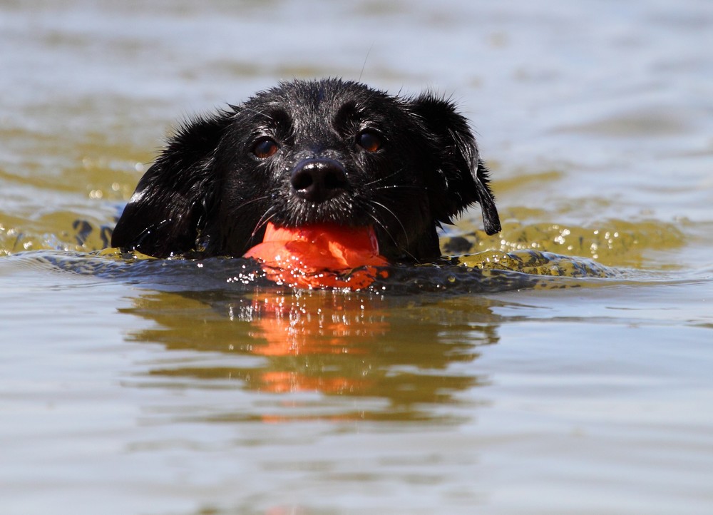 Ein Seehund?