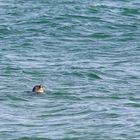Ein Seehund hält die Nase in die Sonne