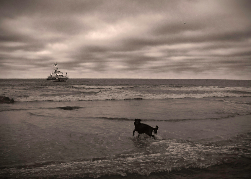 Ein Seehund (Meer in S/W)