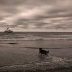 Ein Seehund (Meer in S/W)