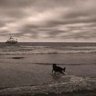 Ein Seehund (Meer in S/W)