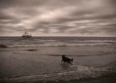 Ein Seehund (Meer in S/W)