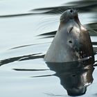 Ein Seelöwe genießt die letzten Sonnenstrahlen