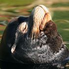 Ein Seelöwenbulle genießt die Sonne - Zoo Odense/Dänemark