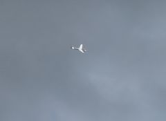 Ein Segelflieger über dem Telgter Himmel