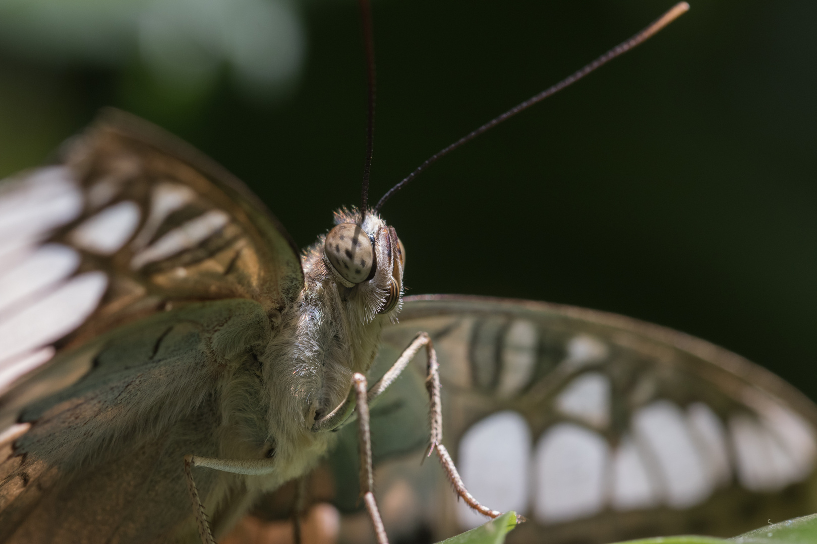 ein Segler - Parthenos sylvia (Aquazoo Düsseldorf)