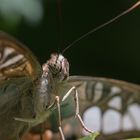 ein Segler - Parthenos sylvia (Aquazoo Düsseldorf)