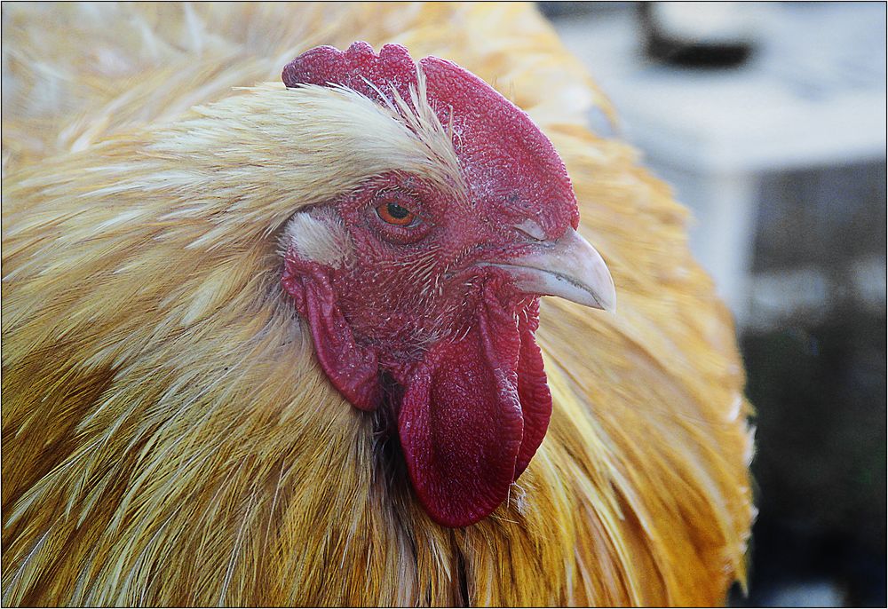 Ein sehr anspruchsvolles Huhn.