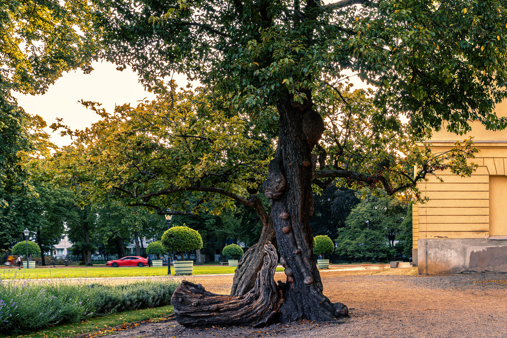 Ein sehr beeindruckender Baum mit Wurzeln