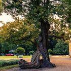 Ein sehr beeindruckender Baum mit Wurzeln