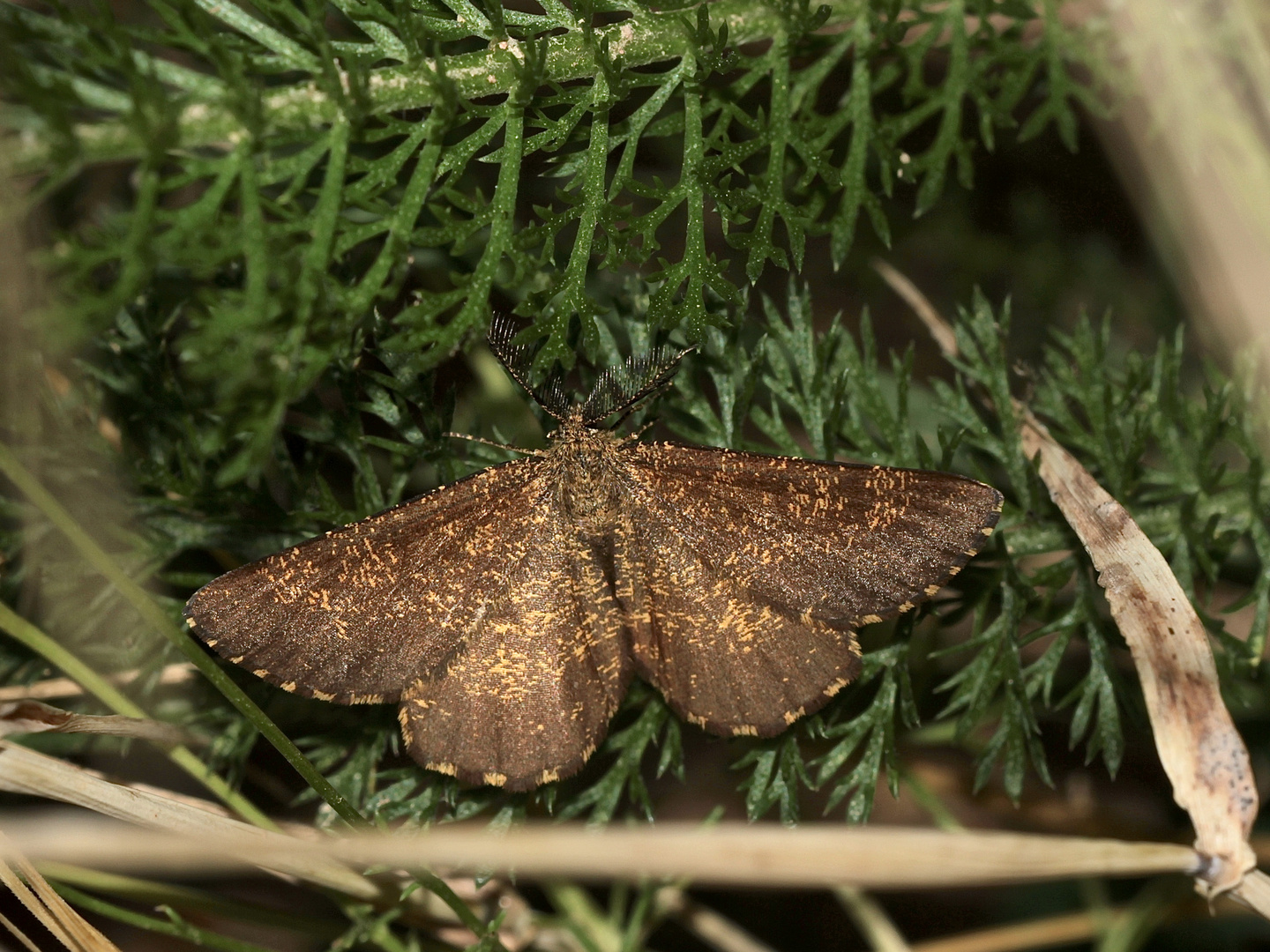 Ein sehr dunkles Männchen des Heidespanners (Ematurgia atomaria)