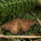 Ein sehr dunkles Männchen des Heidespanners (Ematurgia atomaria)