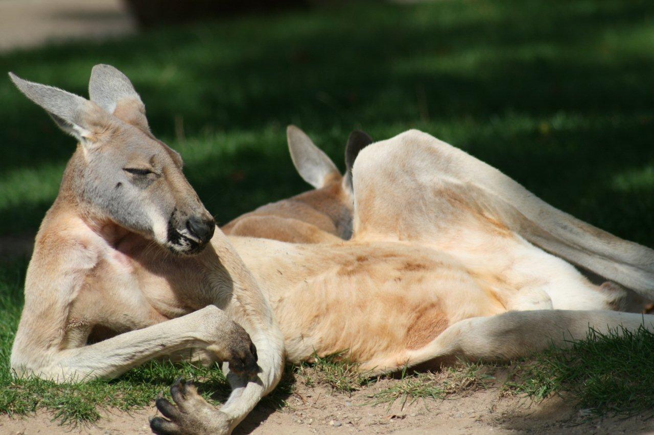 Ein sehr entspanntes Känguru im Zoo Heidelberg