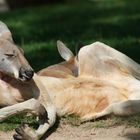 Ein sehr entspanntes Känguru im Zoo Heidelberg